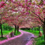 Árboles para jardín 9