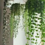 decorar con plantas colgantes IV