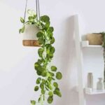 decorar con plantas colgantes V