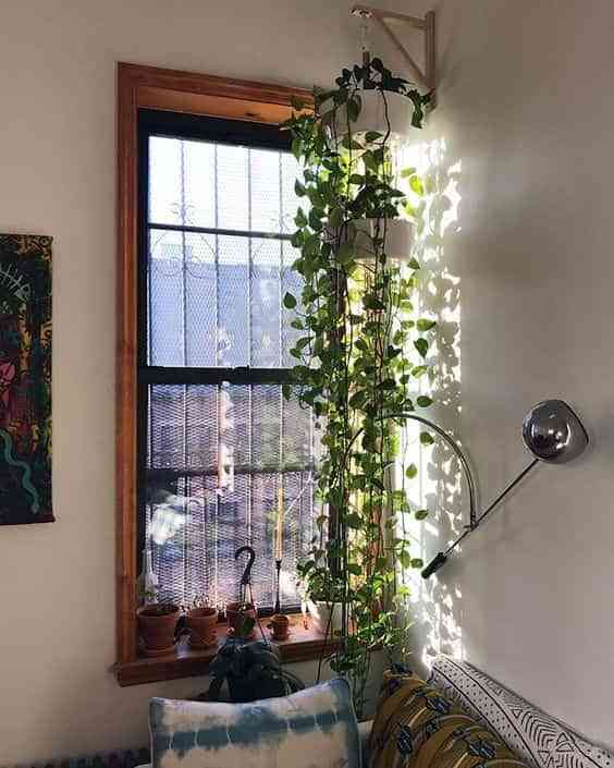 decorar con plantas colgantes