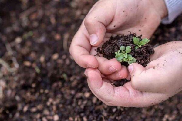 Jardinería fácil en casa, ¡disfruta y relájate!