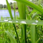 Como crear un jardín de lluvia 1