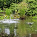 Großer Gartenteich mit Seerosen und Grünbepflanzung, Panorama