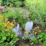 Como crear un jardín de lluvia 9