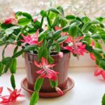 Plantas de invierno  3