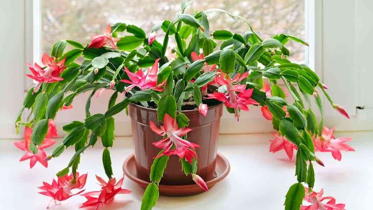 6 Plantas de invierno para decorar tu hogar 1