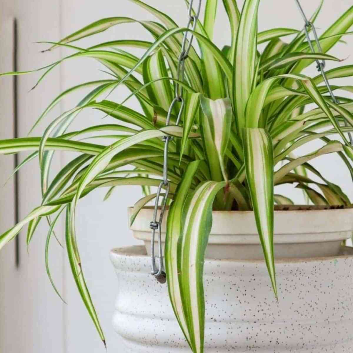 6 Plantas de invierno para decorar tu hogar 2