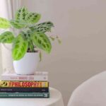 Plantas de invierno  4