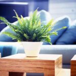 Plantas de invierno 6