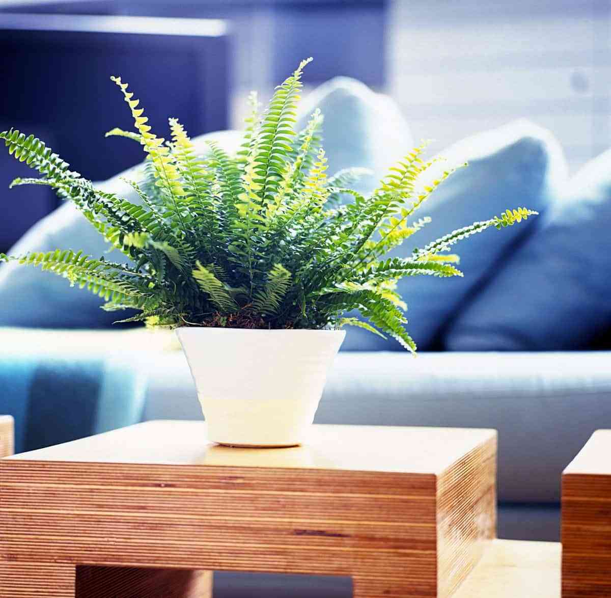 6 Plantas de invierno para decorar tu hogar 6