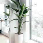 Descubre la planta que está de moda en decoración Strelitzia 4