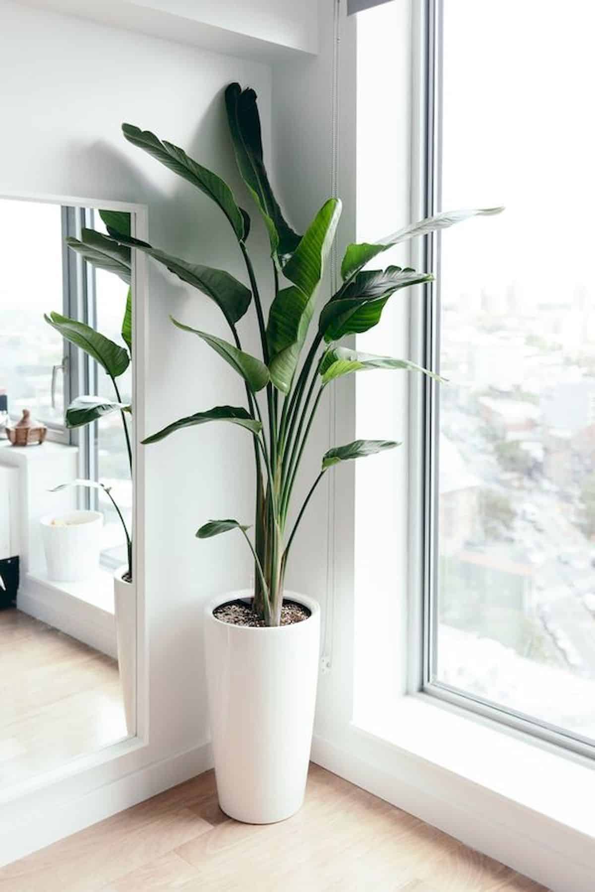 Descubre la planta que está de moda en decoración: Strelitzia 6