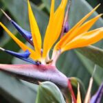 Descubre la planta que está de moda en decoración Strelitzia 5