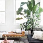 Descubre la planta que está de moda en decoración Strelitzia 6