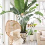 Descubre la planta que está de moda en decoración Strelitzia 8