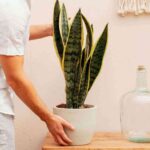 comprar-plantas-Portada