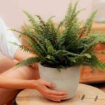 Helecho-April-Plants