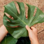 Monstera-Deliciosa-April-Plants