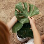 Monstera-Deliciosa-April-Plants