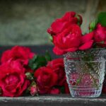 roses-821705_1280