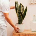 Sanseiviera-April-Plants