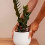 Zamioculcas-April-Plants