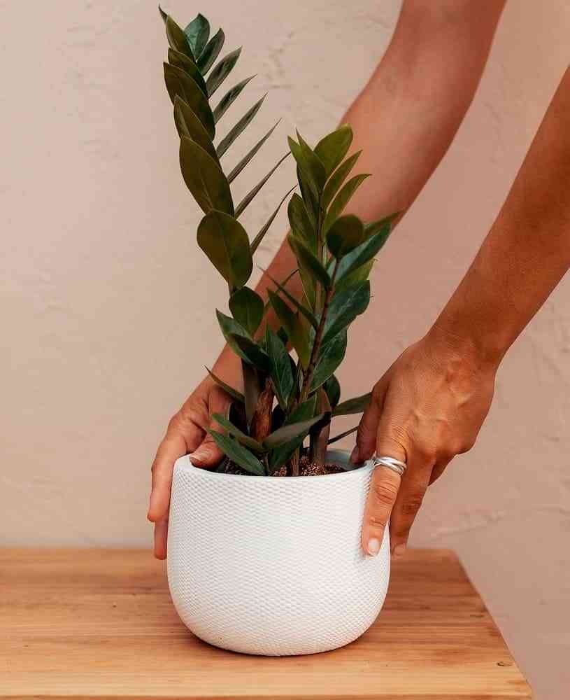 5 plantas para principiantes: las plantas más fáciles de cuidar 3