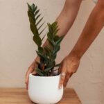 Zamioculcas-April-Plants