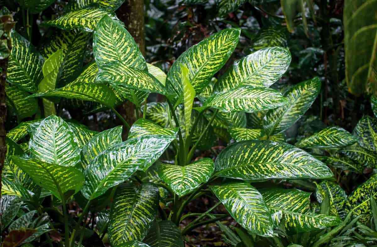 3 aplicaciones para cuidar tus plantas y que luzcan estupendas