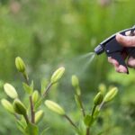 Ideas para tener un jardín sostenible de bajo mantenimiento 11