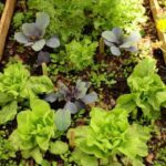 Ideas para tener un jardín sostenible de bajo mantenimiento 8