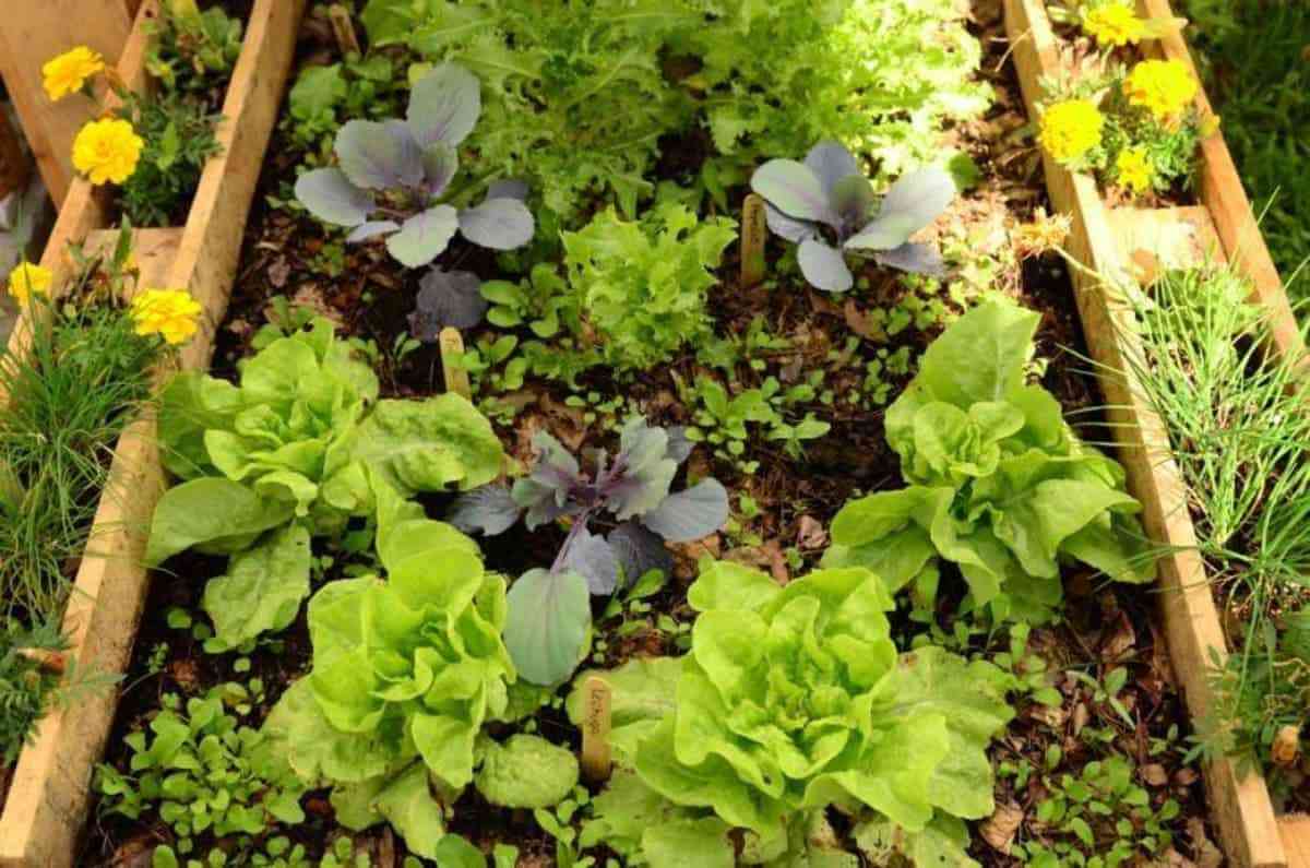 Ideas para tener un jardín sostenible de bajo mantenimiento 11