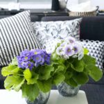 Plantas con flor para decorar tu hogar en primavera 1