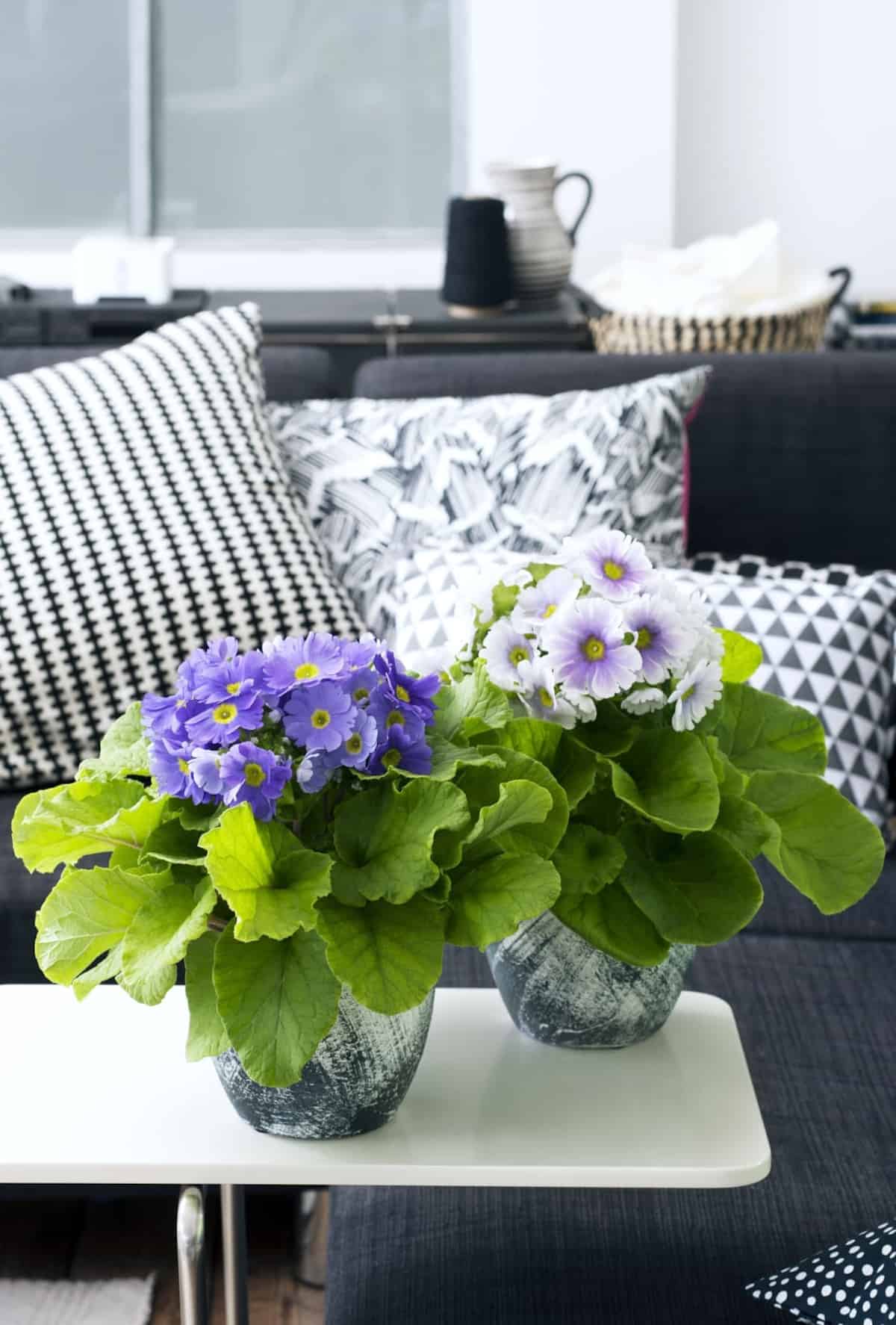 Plantas con flor para decorar tu hogar en primavera 5