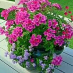 Plantas con flor para decorar tu hogar en primavera 2