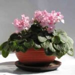 Plantas con flor para decorar tu hogar en primavera 4