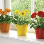 Plantas con flor para decorar tu hogar en primavera 5