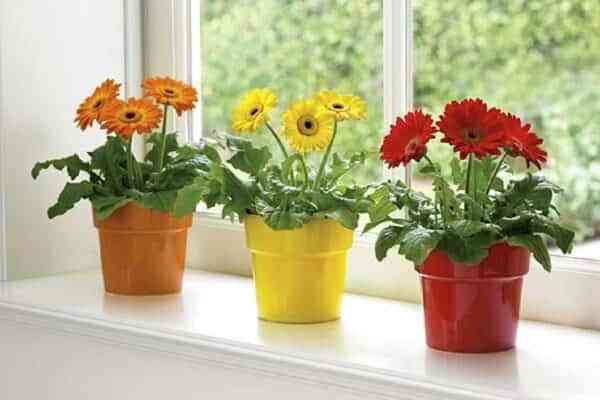 Plantas con flor para decorar tu hogar en primavera 5 1