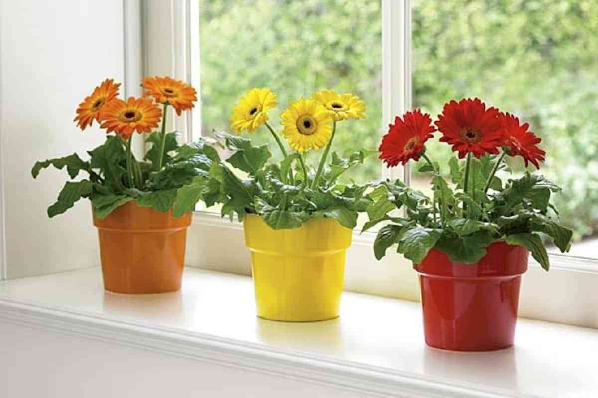 Plantas con flor para decorar tu hogar en primavera 3