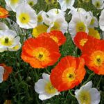 Plantas con flor para decorar tu hogar en primavera 6