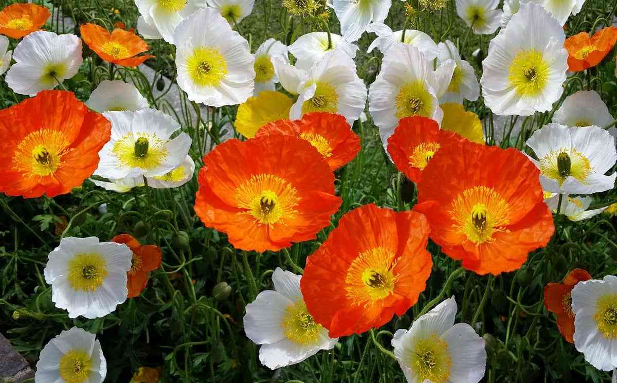 Plantas con flor para decorar tu hogar en primavera 7