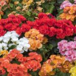 Plantas con flor para decorar tu hogar en primavera 7