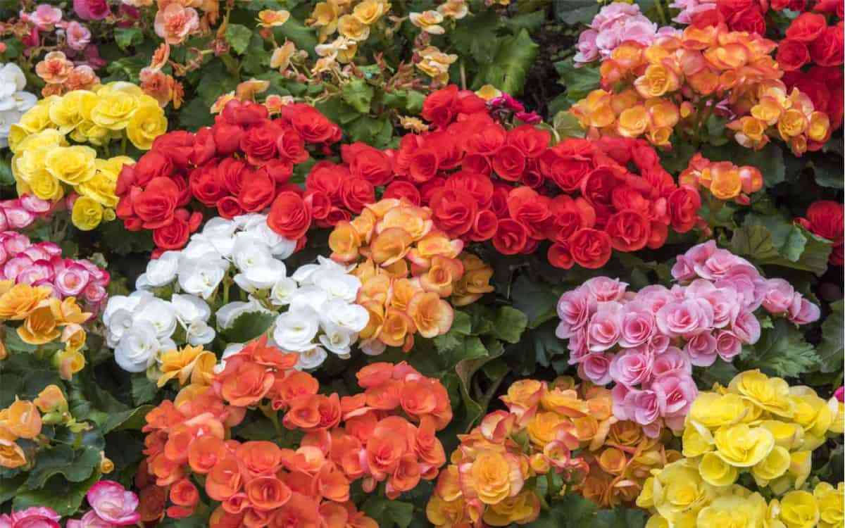 Plantas con flor para decorar tu hogar en primavera 4