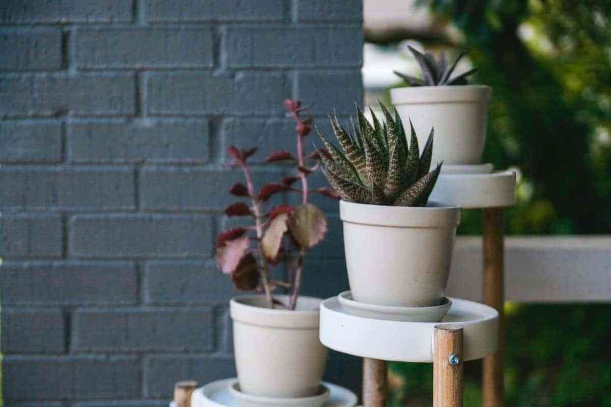 5 plantas de interior para armar tu jungla urbana en casa 4 aloe vera planta para interior