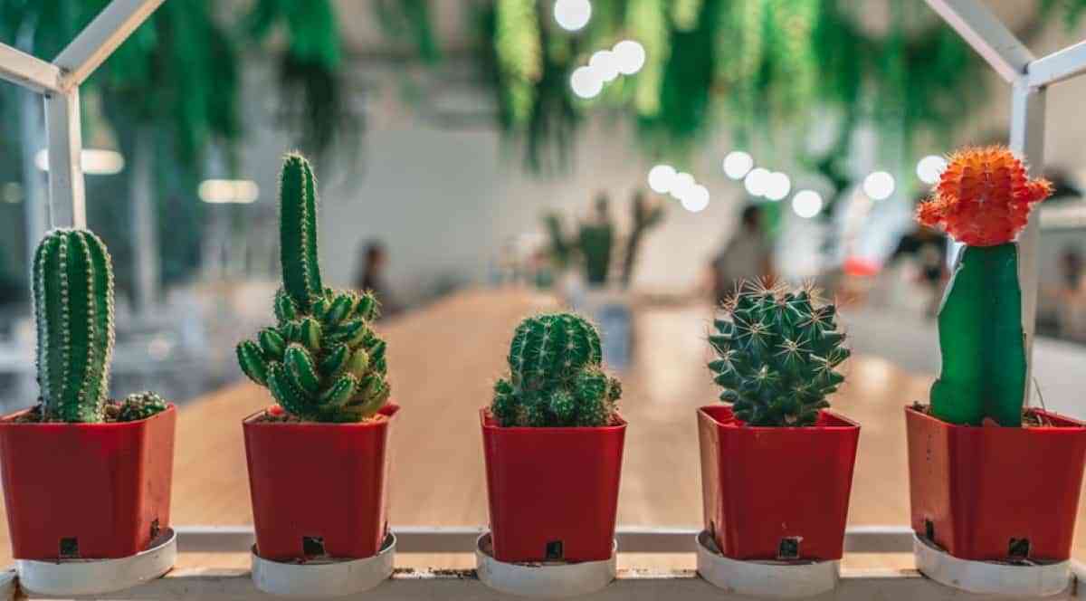 5 plantas de interior para armar tu jungla urbana en casa 7 planta interior cactus