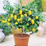 Árboles frutales que puedes cultivar en macetas 14