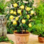 Árboles frutales que puedes cultivar en macetas 4