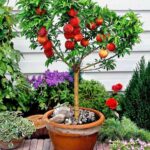 Árboles frutales que puedes cultivar en macetas 5