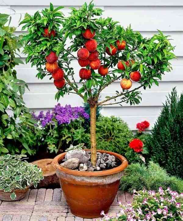 Árboles frutales que puedes cultivar en macetas 5 1