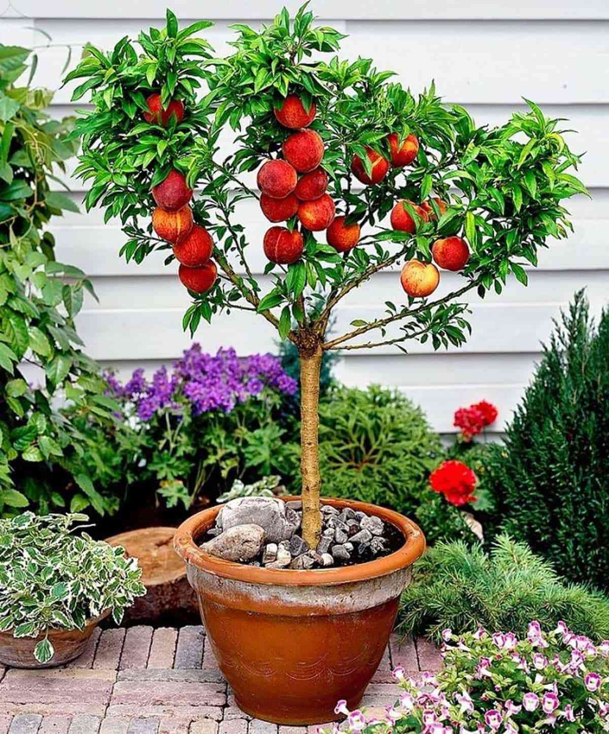 Árboles frutales que puedes cultivar en macetas 4